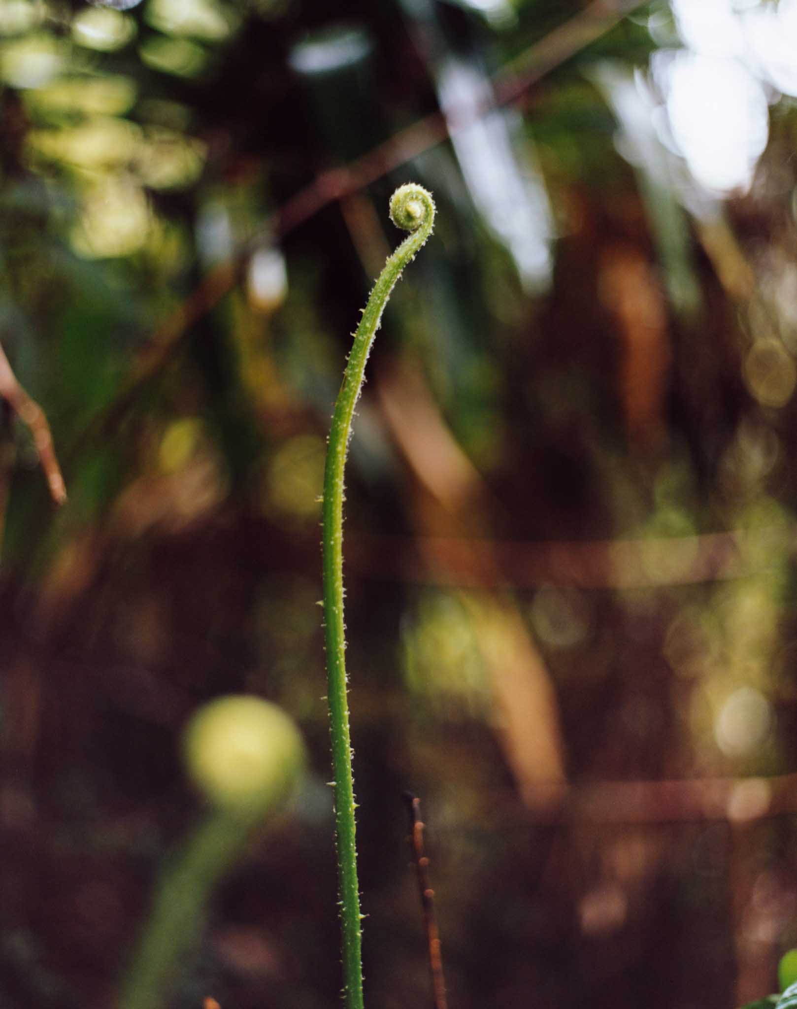 Tom Gildon &emdash; Nature